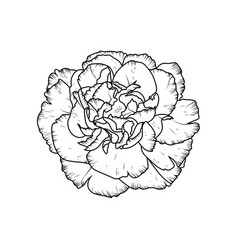 Detailed Black Carnation Tattoo Font View Flower