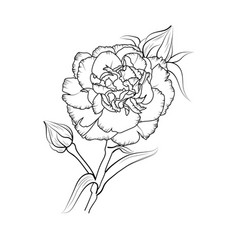 Drawing Carnation Flower Tattoo Outline