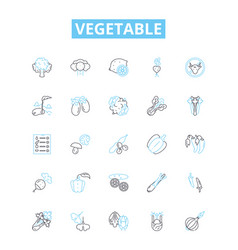 Vegetable Line Icons Set Peas Carrots