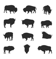 Bison Buffalo Silhouettes Animals