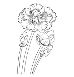 Line Drawing Simple Carnation Tattoo