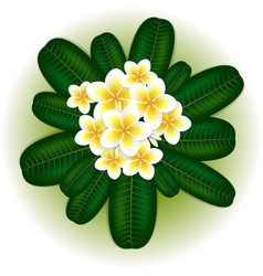 White Plumeria Frangipani Flower Green Leaves