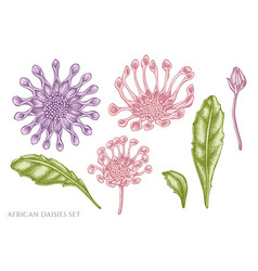 Set Hand Drawn Pastel African Daisies