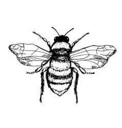 Hand drawn esoteric symbol bug with sacred Vector Image