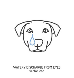 Watery Discharge From Dogs Eyes Common Dog