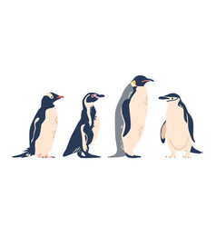 Gentoo African Chinstrap And Emperor Penguins