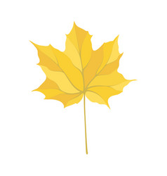 Autumn Maple Leaf