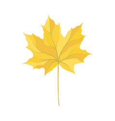 Autumn Maple Leaf