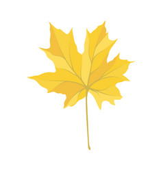 Autumn Maple Leaf