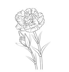 January Line Drawing Simple Carnation Tattoo