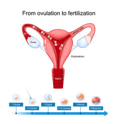 Ovulation Fertilization And Implantation