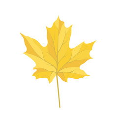 Autumn Maple Leaf