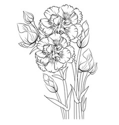 January Line Drawing Simple Carnation Tattoo