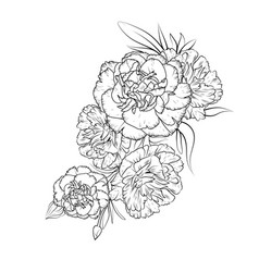 Tattoo Carnation Flower Drawing Black