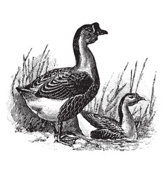 Chinese Goose Vintage