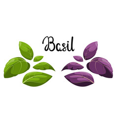 Basil Leaves