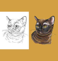 Portrait Cute Burmese Cat