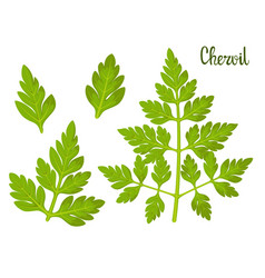 Chervil Set