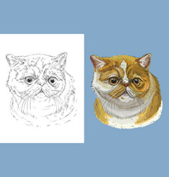 Portrait Exotic Shorthair Cat