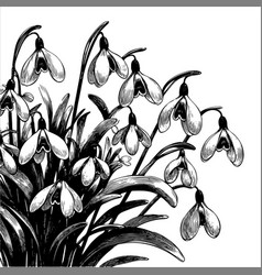 Snowdrop January Birth Month Flower