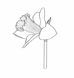 Daffodil Flower Line Drawing