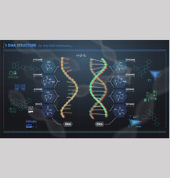 Hud infographic elements with dna structure Vector Image