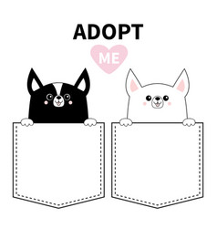 Adopt Me Chihuahua Dog Set In Pocket Holding