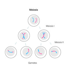 Meiosis Cell Division