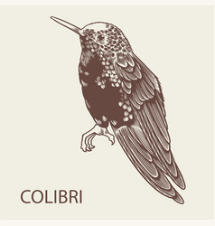 Hand Drawn Colibri Bird Tropical Animal Icons