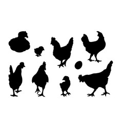 Hen Or Chicken Silhouette Set Isolated In White