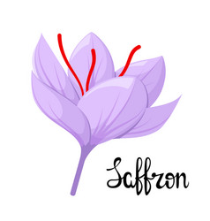 Saffron Flower