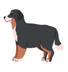 Dog Breed Bernese Mountain