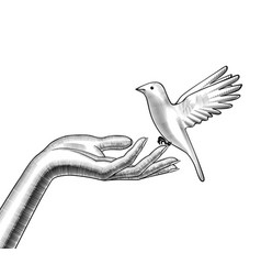 Female Hands Release A White Bird