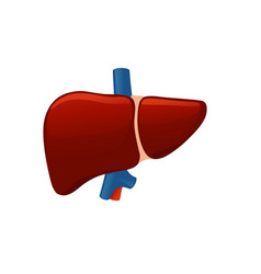 Human Liver Cartoon Design Anatomy Organ