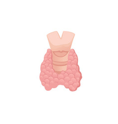 Human Thyroid Cartoon Design Anatomy Organ