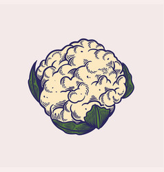 Sketch Of Cauliflower Hand Drawn Organic