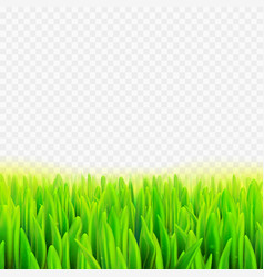 Stock Realistic Macro Grass