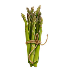 Realistic Asparagus Spears