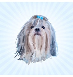 Shih Tzu Dog Portrait