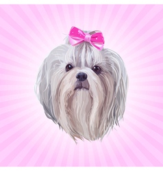 Shih Tzu Dog Portrait