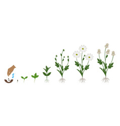 Cycle Of Growth Of A Chamomile Chrysanthemums