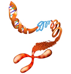 Dna Chromosome