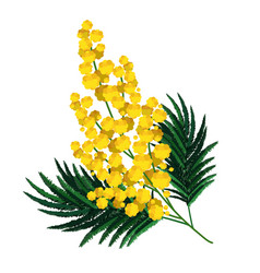 Spring Isolated Yellow Mimosa Flower Clipart