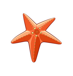 Colorful Cartoon Orange Starfish