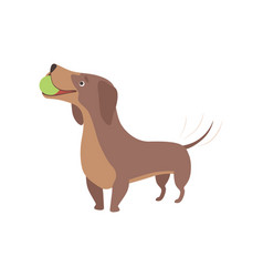 Purebred Brown Dachshund Dog Playing With Ball