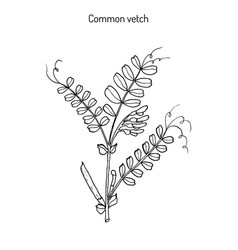 Vetch Vicia Sativa