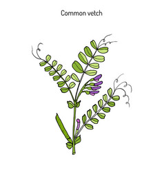 Vetch Vicia Sativa