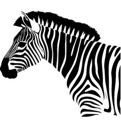 Animal Mammal Wild Equine Zebra