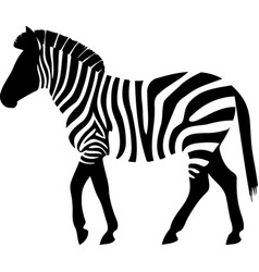 Animal Mammal Wild Equine Zebra