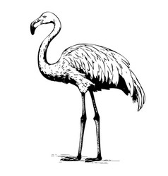 Flamingo Bird Sketch Hand Drawn